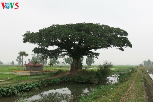 Bình Đà- miền di tích - ảnh 14